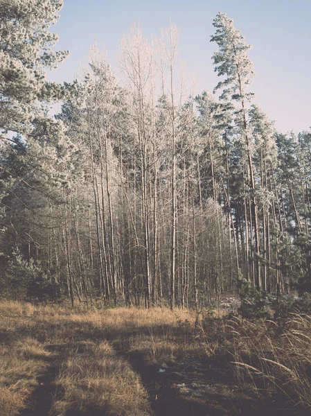 Strada forestale con raggi di sole al mattino. Vintage — Foto Stock