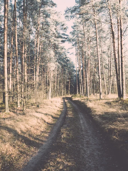 Strada forestale con raggi di sole al mattino. Vintage — Foto Stock