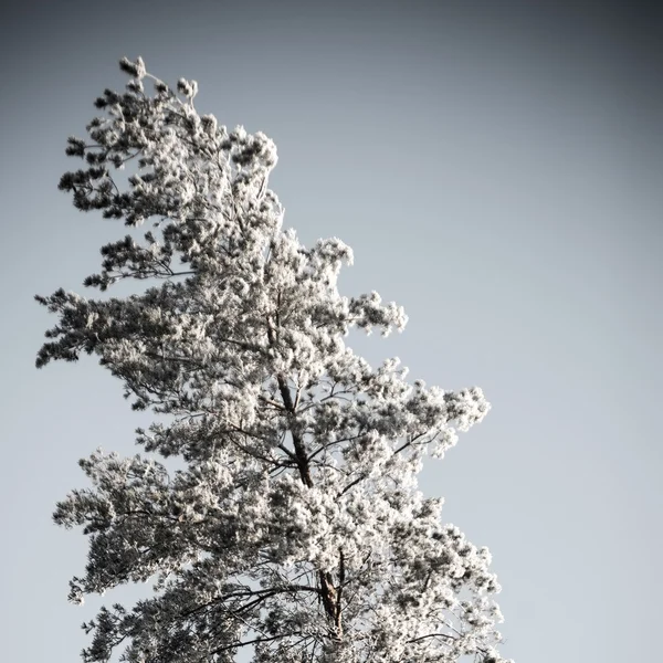 Kerstmis achtergrond van besneeuwde bos, berijpte boomtoppen op sky. — Stockfoto