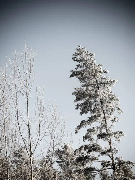 雪に覆われた森、空の霜で覆われた木のてっぺんのクリスマス背景. — ストック写真