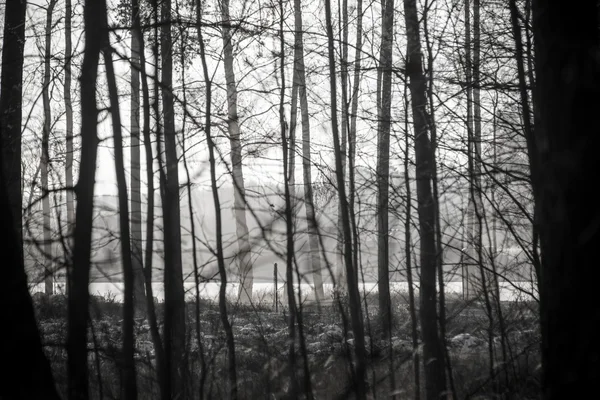 Fond de Noël de forêt enneigée, cimes d'arbres givrées sur le ciel . — Photo