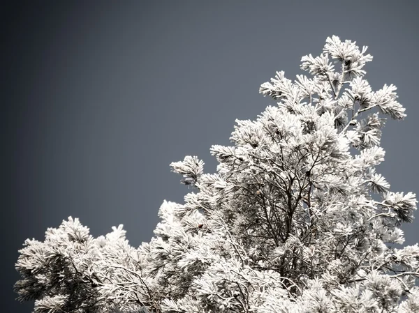 눈 덮인 숲, 하늘에 서 리 낀된 나무 꼭대기의 크리스마스 배경. — 스톡 사진