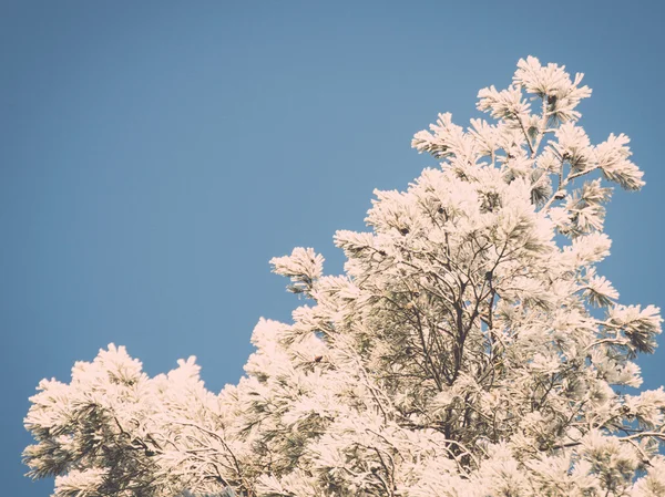 Kerstmis achtergrond van besneeuwde bos, berijpte boomtoppen op sky. — Stockfoto