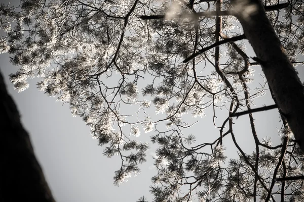 雪森林的圣诞节背景, 在天空上的霜树顶部. — 图库照片