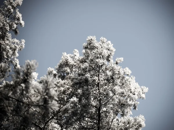 Kerstmis achtergrond van besneeuwde bos, berijpte boomtoppen op sky. — Stockfoto