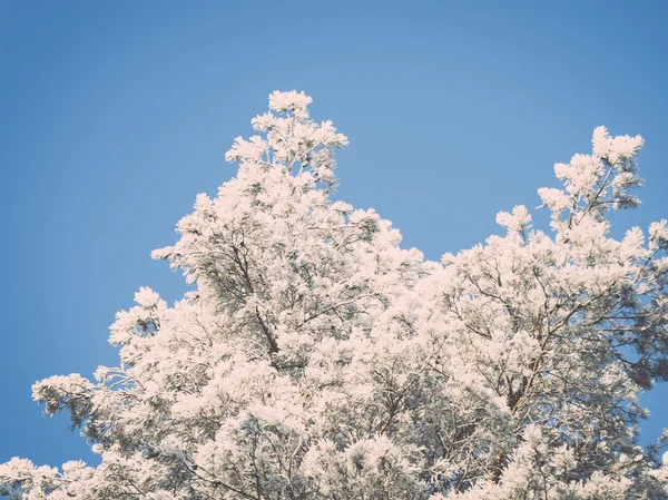 눈 덮인 숲, 하늘에 서 리 낀된 나무 꼭대기의 크리스마스 배경. — 스톡 사진