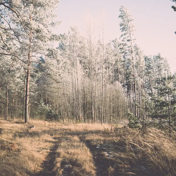 Strada forestale con raggi di sole al mattino. Vintage — Foto Stock