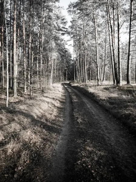 Strada forestale con raggi di sole al mattino. Vintage — Foto Stock