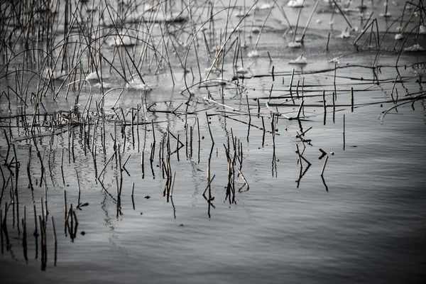 Forest Lake met reflecties en blade van gras. Vintage — Stockfoto