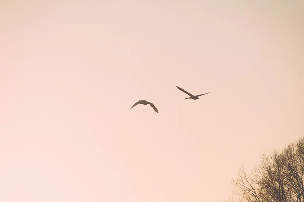 Oiseaux volant au-dessus du coucher du soleil en hiver. vintage — Photo