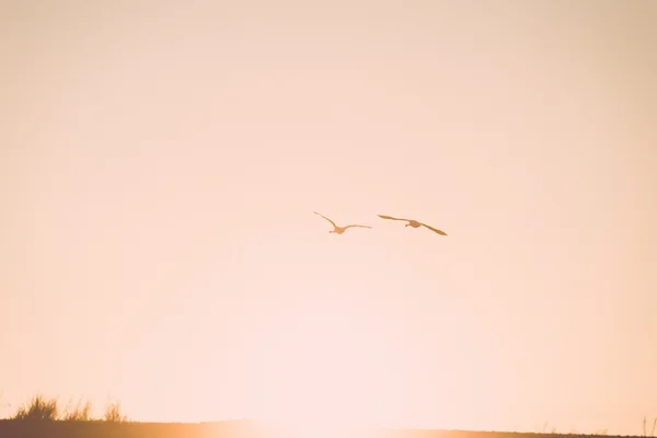Oiseaux volant au-dessus du coucher du soleil en hiver. vintage — Photo
