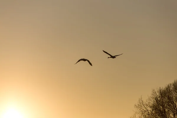 Fåglar flyger över solnedgången i vinter. Vintage — Stockfoto