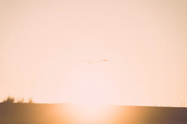 Aves voando sobre o pôr do sol no inverno. vintage — Fotografia de Stock