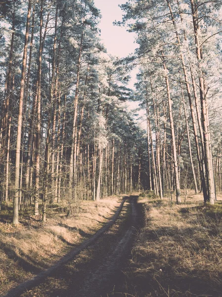 Strada forestale con raggi di sole al mattino. Vintage — Foto Stock