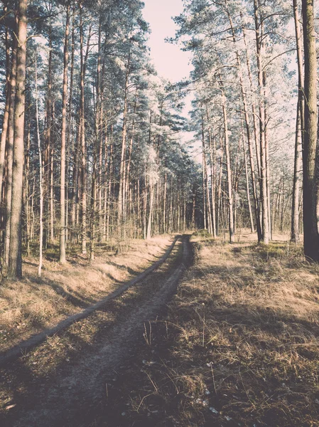 Sabah güneş ışınları ile orman yolu. Vintage — Stok fotoğraf