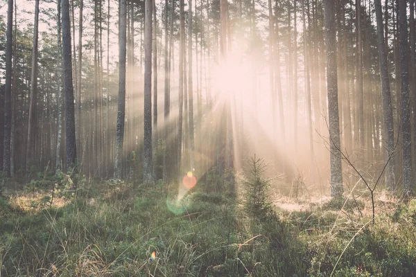 Krásné světlo paprsků v lese mezi stromy - retro a vintage — Stock fotografie