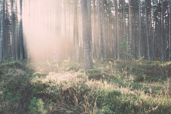 美丽的光光束在森林通过树木 — — 复古复古 — 图库照片