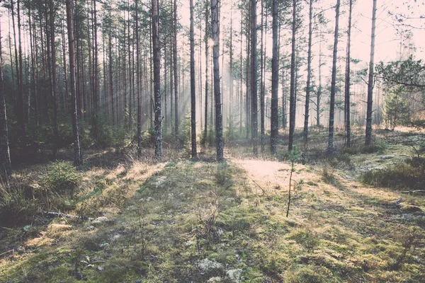 Krásné světlo paprsků v lese mezi stromy - retro a vintage — Stock fotografie