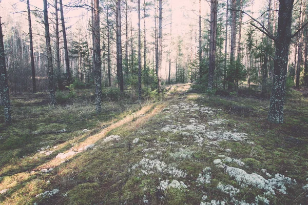 Schöne Lichtstrahlen im Wald durch Bäume - retro, vintage — Stockfoto