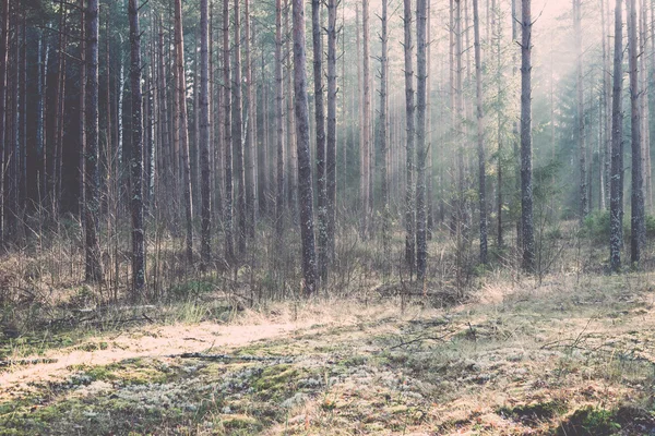 Belos feixes de luz na floresta através de árvores - retro, vintage — Fotografia de Stock