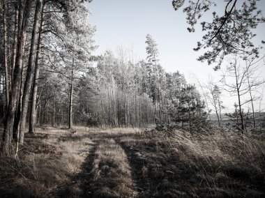 sabah güneş ışınları ile orman yolu. Vintage