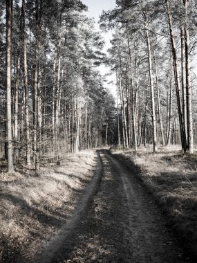 sabah güneş ışınları ile orman yolu. Vintage
