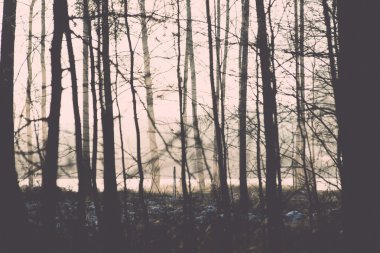 Noel arka plan karlı ormanı, gökyüzü buzlu ağaç başında. 