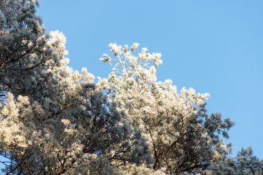 Noel arka plan karlı ormanı, gökyüzü buzlu ağaç başında