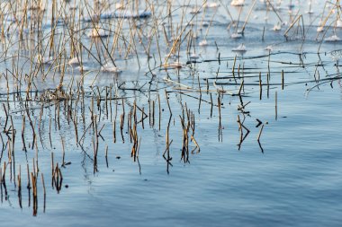 Yansımaları ve çimen ile orman göl
