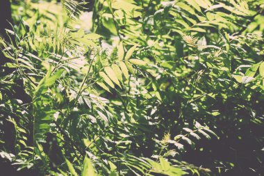 yeşil yapraklar yaz arka plan - retro, vintage