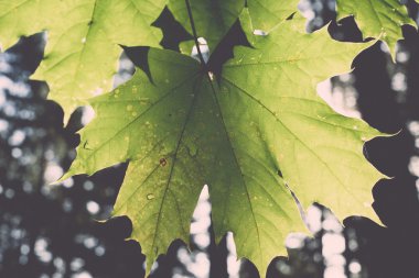 Mapple ağaç güneş ışığında - retro, vintage yaprak.