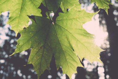 Mapple ağaç güneş ışığında - retro, vintage yaprak.