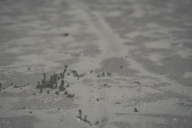 küçük kum tepeleri içinde - retro, vintage bitkiler.