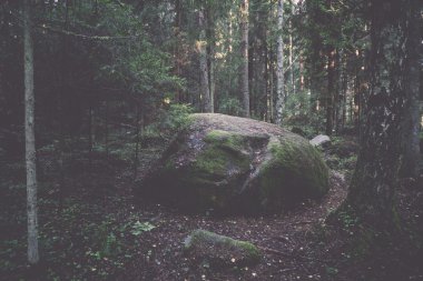 Yosun kaplı ağaçlar ve ışınları güneş - retro, vint eski orman