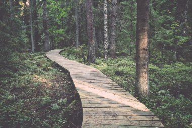 Yosun kaplı ağaçlar ve ışınları güneş - retro, vint eski orman