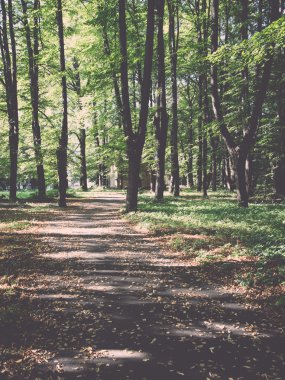 orman yolu ile güneş ışınları - retro, vintage