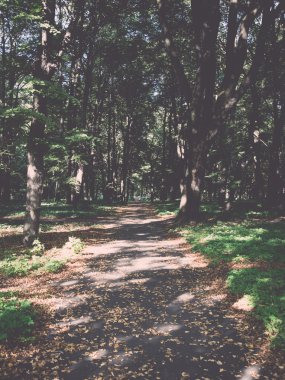orman yolu ile güneş ışınları - retro, vintage