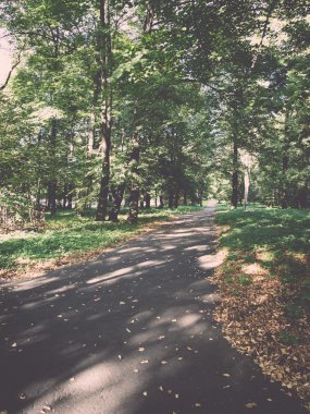 orman yolu ile güneş ışınları - retro, vintage