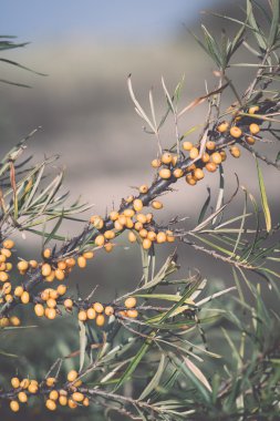 deniz buck-diken sonbaharda kırsalında - retro, vintage çilek