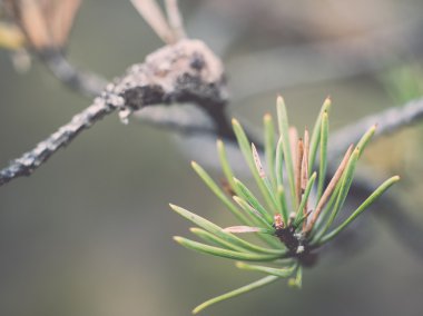 Koniler ile - retro, vintage şube