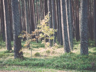 Sabah güneşi sonbahar ormanda - retro, vintage kirişler.