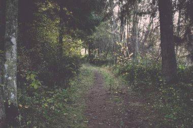 sonbahar renkli Turizm trail ormanda - retro, vintage