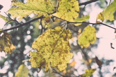 Sonbahar altın renkli parlak gün ışığı altında - retro, vintage bırakır.