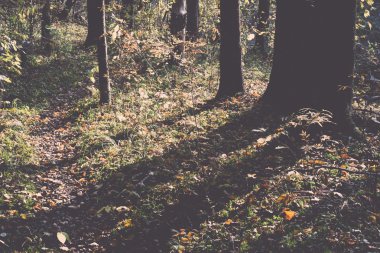sonbahar renkli Turizm trail ormanda - retro, vintage