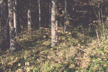 sonbahar renkli Turizm trail ormanda - retro, vintage