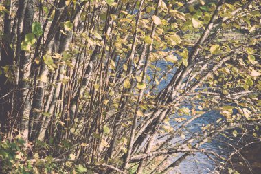 Orman ağaçları Güz Renkler kırsalında - retro, vintage