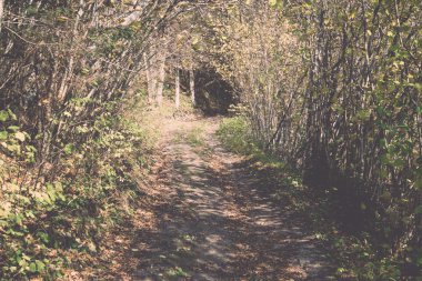 sonbahar renkli Turizm trail ormanda - retro, vintage