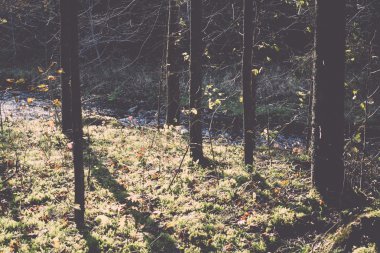 sonbahar renkli Turizm trail ormanda - retro, vintage