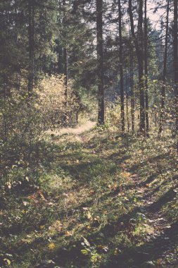 sonbahar renkli Turizm trail ormanda - retro, vintage