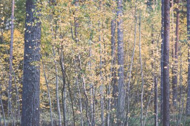 Güneş ile yeşil orman renkli sonbahar ağaçlarda ışınları - retro, vin